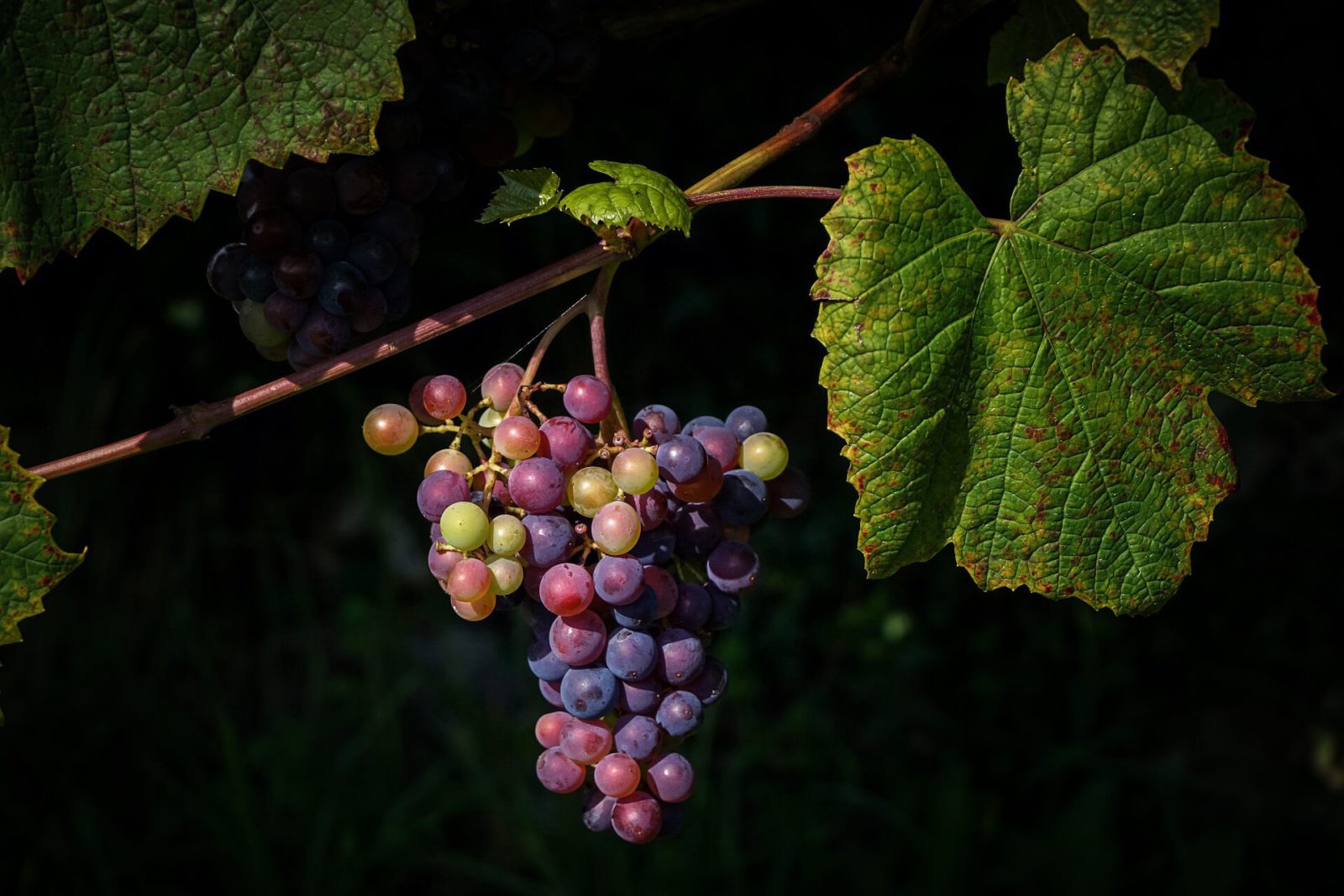 Weinhandel Losse