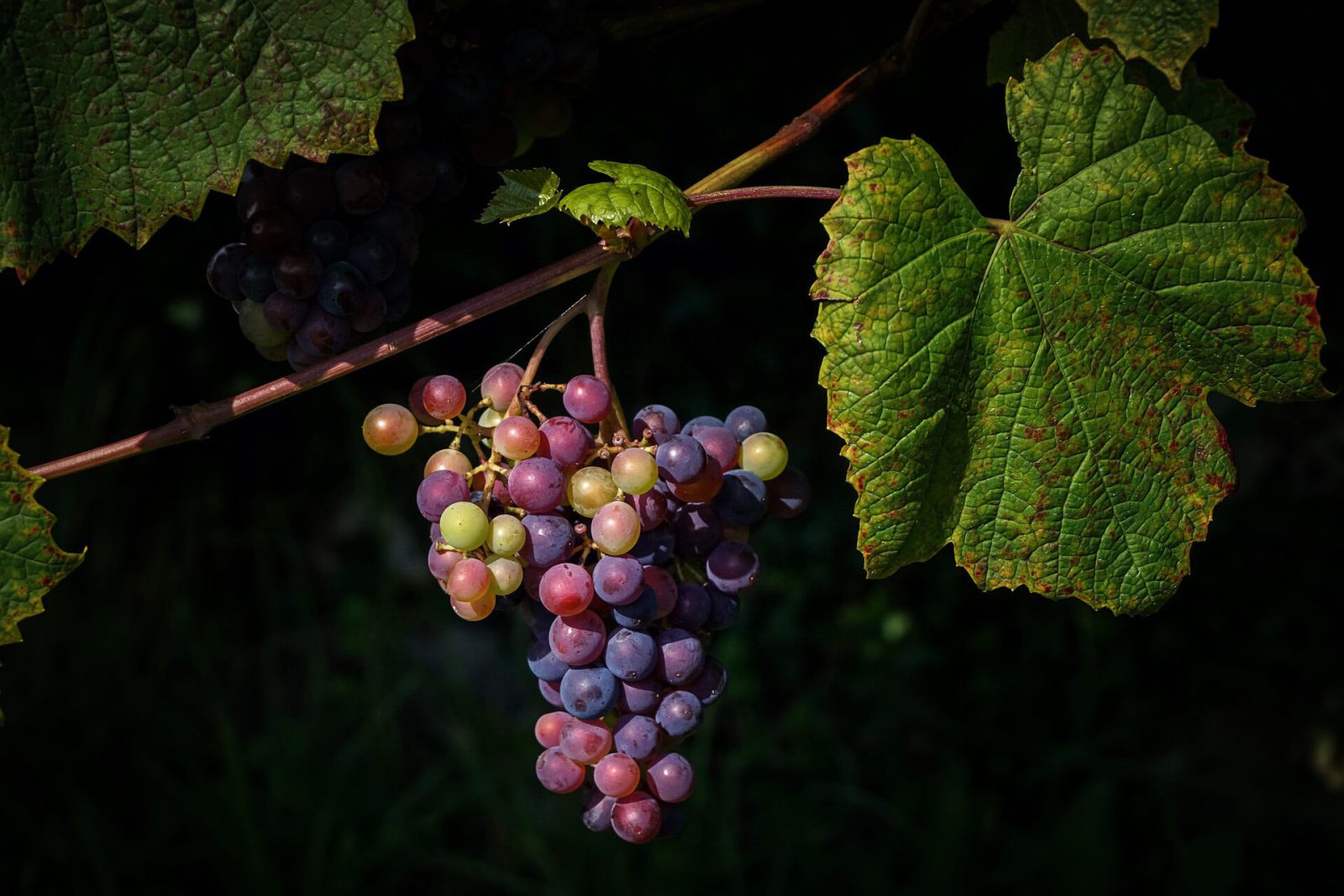 Weinhandel Losse