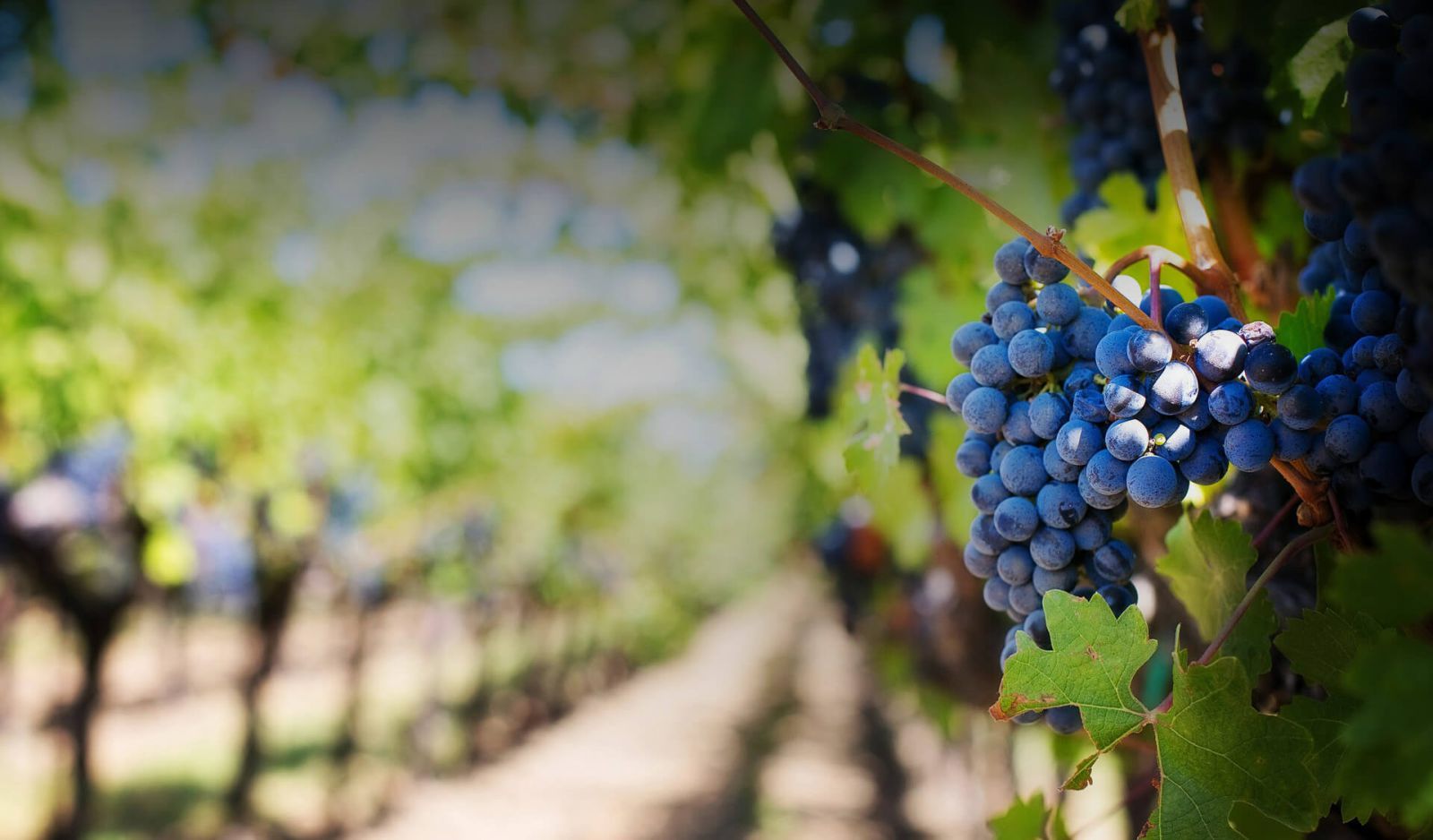 Weinhandel Clauen